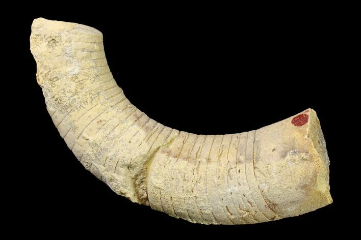 Ordovician Oncoceratid (Richardsonoceras) Fossil - Wisconsin #162952